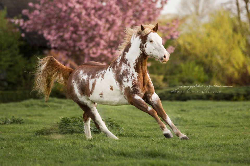 Paint Horse @Fine Photography